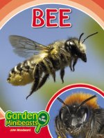 Động vật: Garden bee 