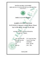 Khóa luận tốt nghiệp Quản lý tài nguyên rừng: Nghiên cứu bảo tồn loài Ngân đằng (Codonopsis celebica (Blume) Thuan) tại Vườn Quốc gia Ba Vì, Hà Nội