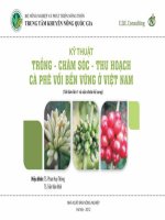 Kỹ thuật trồng - chăm sóc - thu hoạch cà phê vối bền vững ở Việt Nam