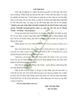 Nghiên cứu một số đặc điểm sinh thái và phân bố của loài trà hoa vàng tuyên quang camellia tuyenquangensis phục vụ công tác bảo tồn tại xã thanh tương na hang tuyên quang 