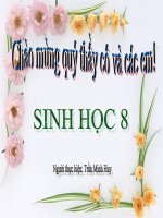 Co quan phan tich thi giac Thao giang