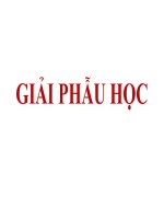 BÀI MỞ đầu đại CƯƠNG GIẢI PHẪU HỌC