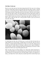 Đề tài giới thiệu về nấm men 