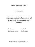 Nghiên cứu bệnh thối gốc rễ (phytophthora SP ) và bệnh đốm nâu (alternaria SP ) cây chanh leo tại một số tỉnh tây nguyên, miền trung và miền bắc 