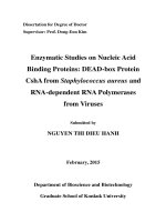 Enzymatic studies on nucleic acid binding protein  dead box protein csha from staphylococcus aureus and rna dependent rna polymerases from viruses 