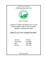 Khoá luận nghiên cứu phòng trừ bệnh vàng lá cam do rầy chổng cánh và nấm gây bệnh thối rễ tại tỉnh quảng ninh 