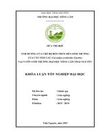 Khoá luận ảnh hưởng của chế độ bón phân đến sinh trưởng của cây sâm cau (curculigo orchioides gaertn ) tại vườn ươm trường đại học nông lâm thái nguyên 