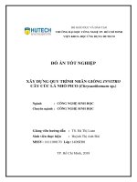 Đồ án tốt nghiệp: Xây dựng quy trình nhân giống in vitro cây cúc lá nhỏ pico (Chrysanthemum sp.)