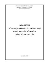 Giáo trình Trồng một số loài cây lương thực (Nghề: Khuyến nông lâm) - Trường Cao Đẳng Lào Cai