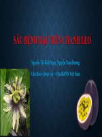 SÂU BỆNH hại CHANH LEO