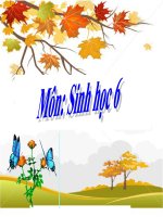 Bài 18  thực hành quan sát tb sinh vật tiết 2 