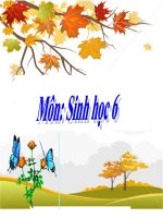 Bài 18  thực hành quan sát tb sinh vật  tiết 1 