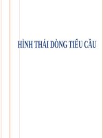 Sem2  hình thái tiểu cầu (1) 