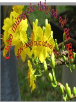 Bai 12 Quyen va nghia vu cua cong dan trong hon nhan