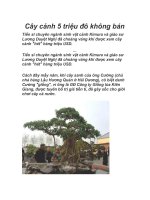 Cay canh 5 trieu do khong ban