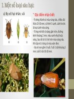 Bai 12 Thuc hanh Nhan biet mot so loai sau benh hai cay an qua