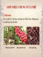 TIỂU LUẬN GIỚI THIỆU CHUNG về cà PHÊ  sản xuất cà phê theo phương pháp ướt