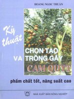KỸ THUẬT CHỌN TẠO VÀ TRỒNG CÂY CAM OUÝT Phẩm chất tốt,năng suất cao