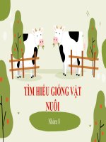 slide thuyết trình tiểu  luận tìm HIỂU GIỐNG vật NUÔI tìm hiểu giống bò sữa hà lan 