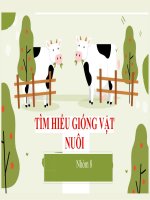 slide thuyết trình tiểu  luận tìm HIỂU GIỐNG vật NUÔI tìm hiểu giống bò sữa hà lan 