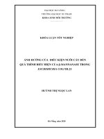 ẢNH HƢỞNG CỦA ĐIỀU KIỆN NUÔI CẤY ĐẾN QUÁ TRÌNH BIỂU HIỆN CỦA β-MANNANASE TRONG ESCHERICHIA COLI BL21  10600829