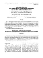 Sinh trưởng của hệ sợi và phát triển thể nấm sò vàng (Pleurotus citrinopileatus) trên một số môi trường dinh dưỡng khác nhau