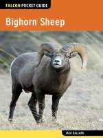 Bighorn sheep 