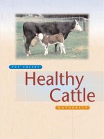 Healthy cattle: naturally  