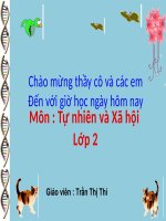 Môi trường sống của thực vật và động vật ( tiết 1) TNXH 2 CÁNH DIỀU