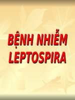 Bài giảng Bệnh nhiễm Leptosira