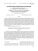 Phát triển và chọn lọc các dòng ngô trái cây giàu anthocyanin