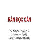 RẮN ĐỘC CẮN. PGS.TS.BS Phạm Thị Ngọc Thảo. PGĐ Bệnh viện Chợ Rẫy Trưởng Bộ môn HSCC chống độc