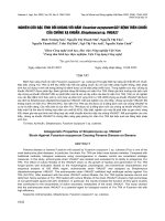 Nghiên cứu đặc tính đối kháng với nấm Fusarium oxysporum gây bệnh trên chuối của chủng xạ khuẩn Streptomyces sp. VNUA27