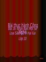 Sâu, Bệnh Hại lúa