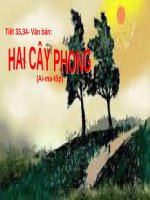 hai_cay_phong