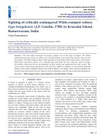 Sighting of critically endangered white rumped vulture gyps bengalensis (j f  gmelin, 1788) in krusadai island, rameswaram, india 