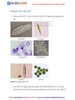 Tải  Giải Khoa học tự nhiên 6 Bài 27: Nguyên sinh vật - Chân trời sáng tạo
