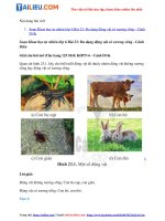 Tải Giải Khoa học tự nhiên 6 Bài 23: Đa dạng động vật có xương sống - Cánh Diều