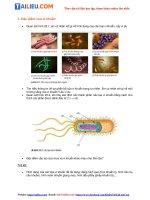 Tải Giải Khoa học tự nhiên 6 Bài 25: Vi khuẩn - Chân trời sáng tạo