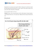 Tải Giải Khoa học tự nhiên lớp 7 Bài 21: Khái quát về trao đổi chất và chuyển hóa năng lượng - Kết n...