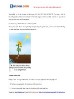 Tải Giải Khoa học tự nhiên lớp 7 Bài 32: Cảm ứng ở sinh vật - Chân trời sáng tạo