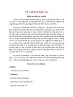 top 11 bai ta cay rau bap cai 2022 hay nhat 