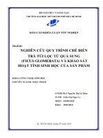 NGHIÊN CỨU QUY TRÌNH CHÉ BIẾN TRÀ TÚI LỌC TỪ QUÁ SUNG (FICUS GLOMERATA) VÀ KHẢO SÁT HOẠT TÍNH SINH HỌC CỦA SẢN PHÁM