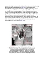 Andersons pediatric cardiology 97 