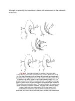 Andersons pediatric cardiology 964 