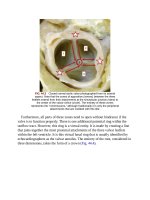 Andersons pediatric cardiology 1171 