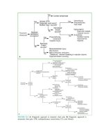 Pediatric emergency medicine trisk 1079 1079 