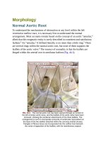 Andersons pediatric cardiology 1170 