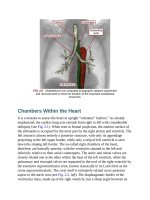 Andersons pediatric cardiology 70 