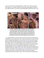 Andersons pediatric cardiology 951 